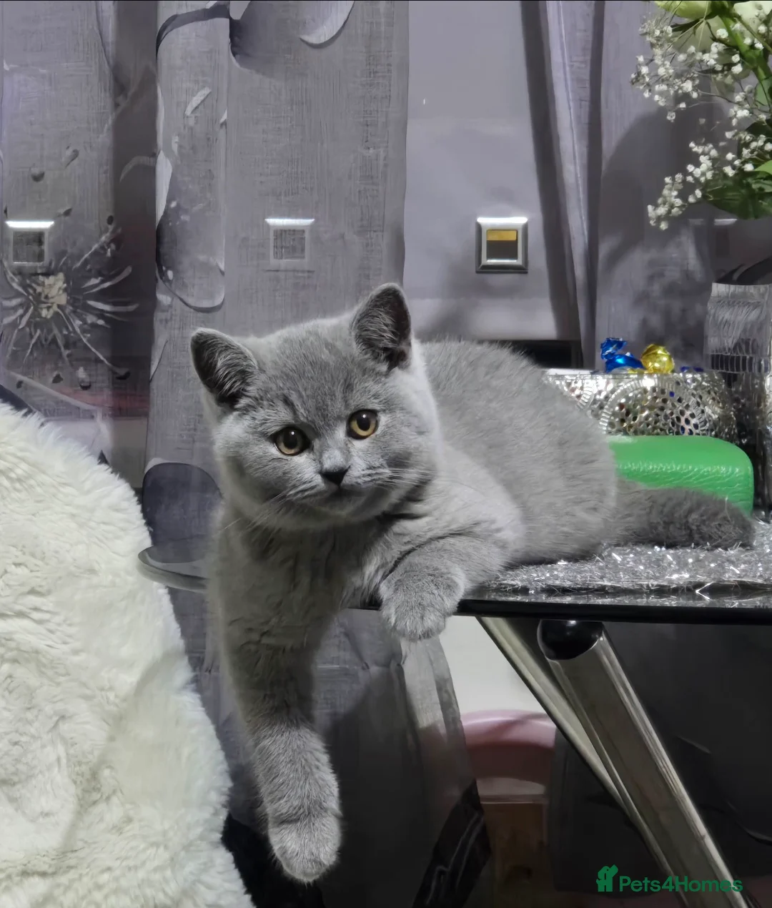 British Shorthair cats for sale: Full pedigree TICA BSH - Advert 3
