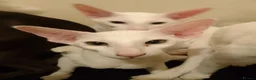 Oriental cats for sale: Adorable oriental kittens for sale - Advert 5