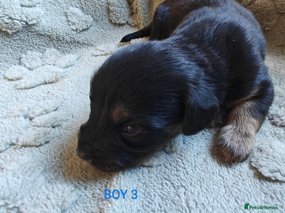 Mixed Breed dogs for sale: Jackweenie puppies - Image 11