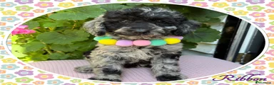 Ribbon