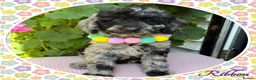 Labradoodle dogs for sale: 💐CAN STAY FOR HOLIDAYS💐RARE OPPORTUNITY💐 - Advert 16