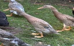 Ducks poultry for sale: Runner Ducks  - Image 4