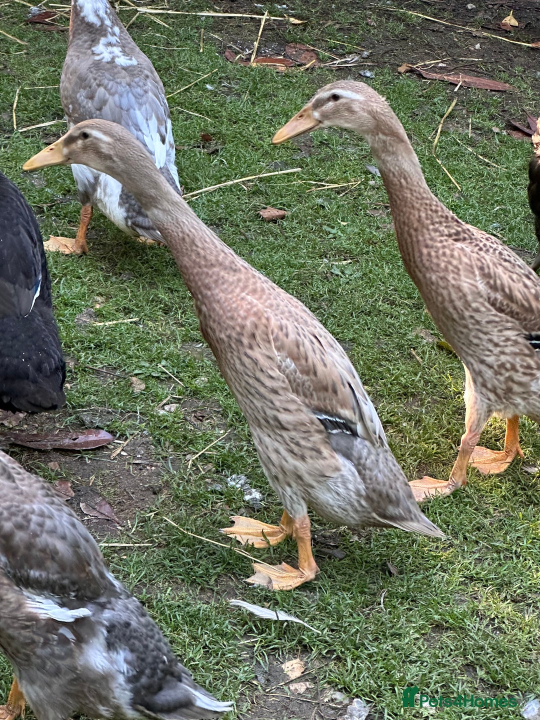 Ducks poultry for sale: Runner Ducks  - Image 4