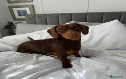 Mixed Breed dogs for stud: Meet Wilbur – Our 1/1 Cocker Spaniel x Dachshund - Image 14