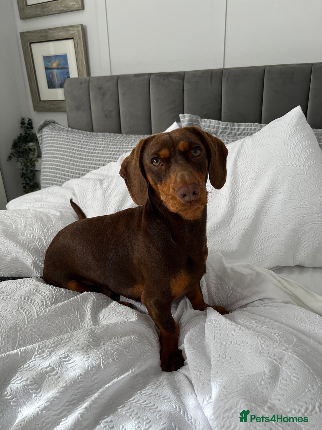 Mixed Breed dogs for stud: Meet Wilbur – Our 1/1 Cocker Spaniel x Dachshund - Image 14