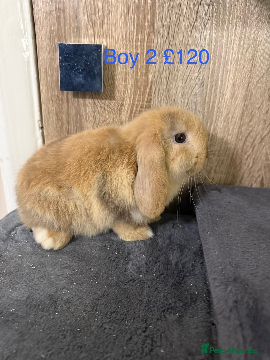 Mini Lop rabbits for sale: Beautiful Pure Mini Lops - Advert 5