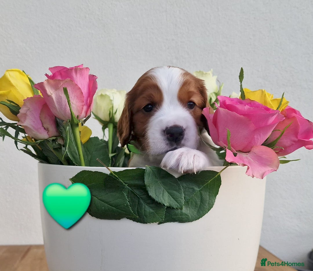 Welsh Springer Spaniel dogs for sale: Quality Welsh Springers | Exceptional homes only. - Advert 14