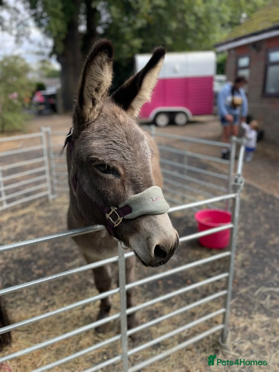 Donkey livestock for sale: 🌟Lovely 8yr Old Gelding Donkey–Seeking 5⭐ Home 🌟 - Advert 2