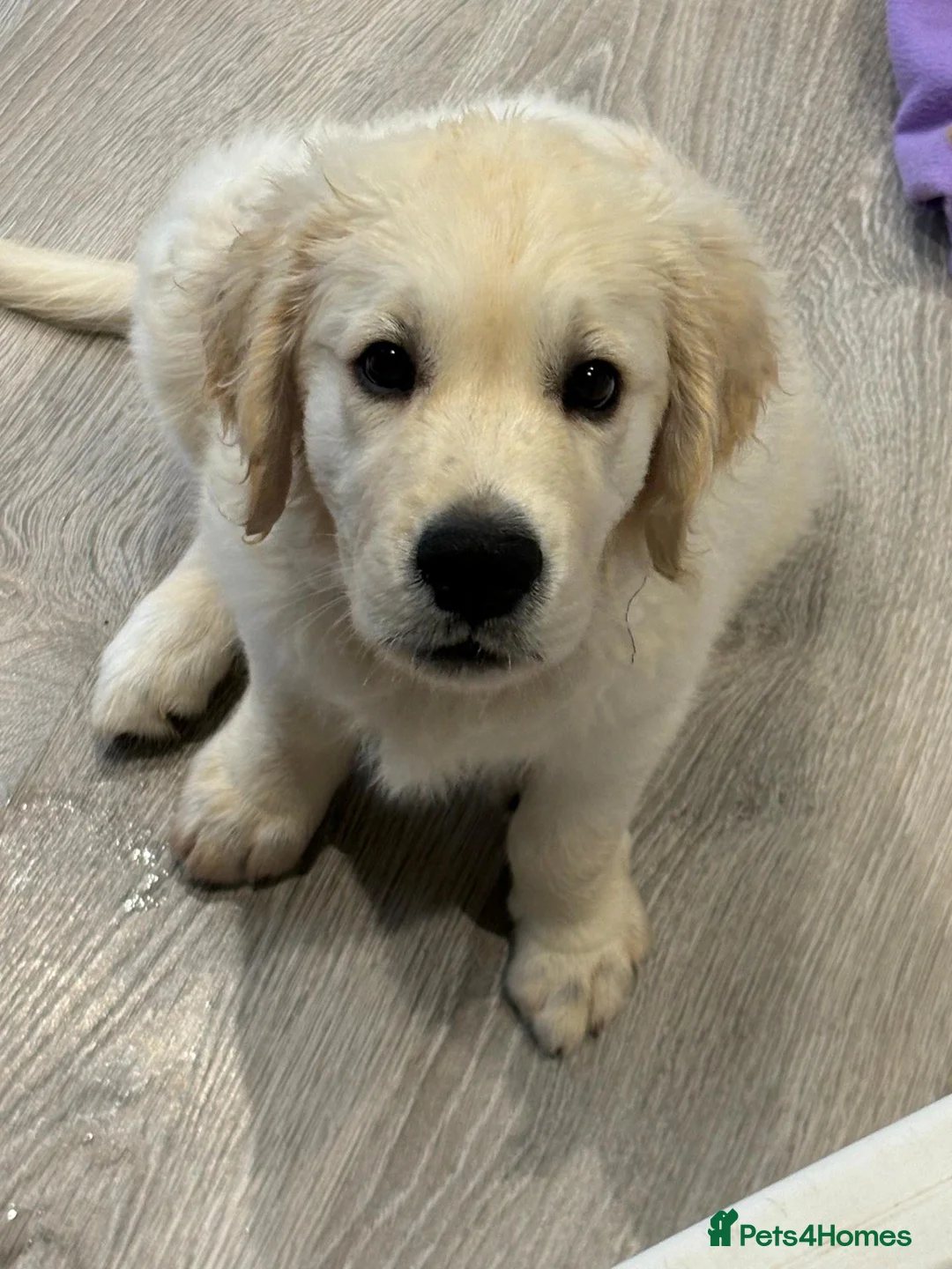 Golden Retriever dogs for sale: Bear is looking for his forever home! in St. Neots - Advert 2
