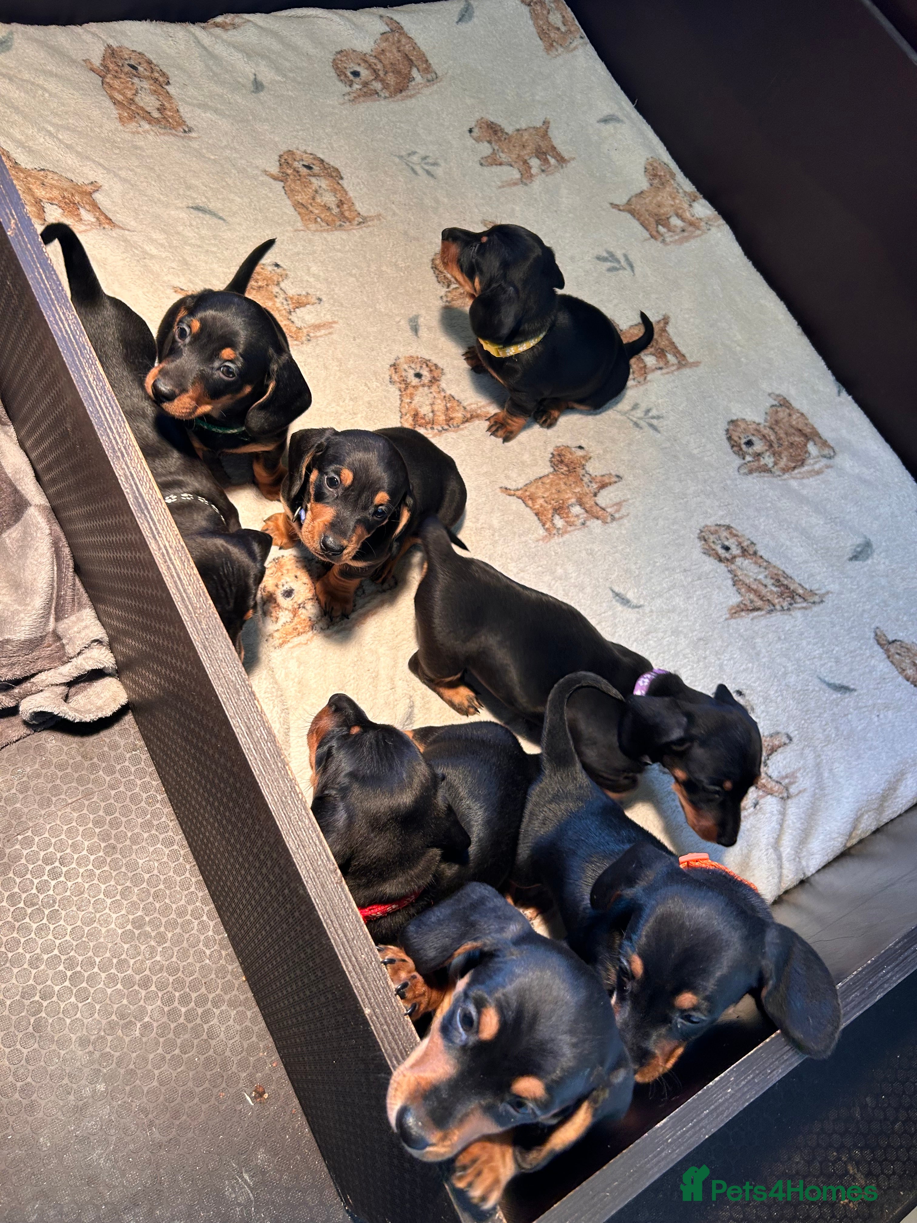 Dachshund dogs Black tan dachshund puppies  - Advert 11