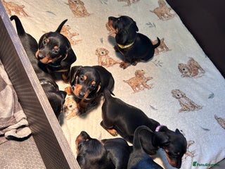 Dachshund dogs Black tan dachshund puppies - Advert 7