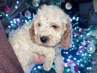 Australian Labradoodle dogs Gorgeous Australian Labradoodle Puppies - Advert 1