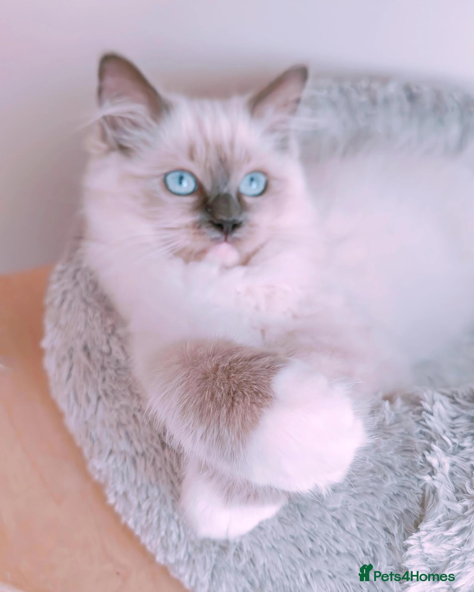 Ragdoll cats Raised with Love, ready for forever homes 🏠❤️ - Advert 5