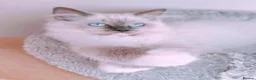Ragdoll cats for sale: Raised with Love, ready for forever homes 🏠❤️ - Advert 3