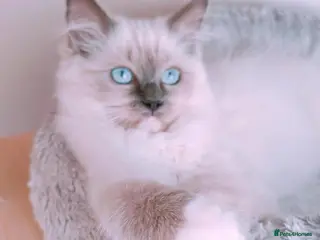 Ragdoll cats Raised with Love, ready for forever homes 🏠❤️ - Advert 5
