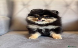 Pomeranian dogs for sale: Beautiful Pomeranian girls  - Image 4
