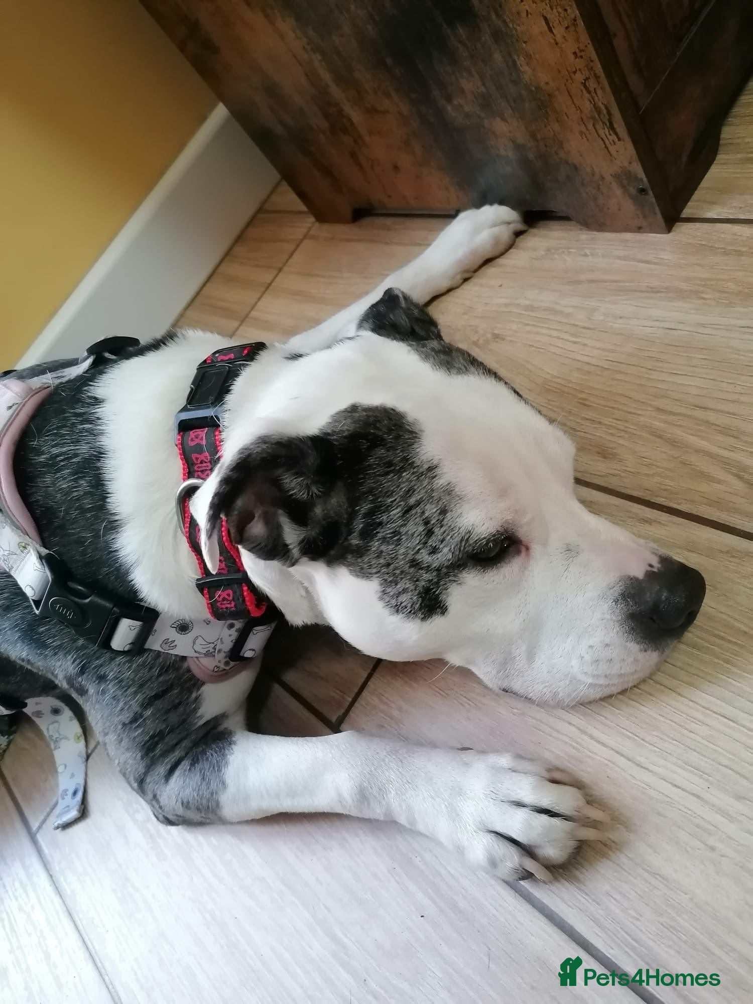 Mixed Breed dogs ‼️ URGENT FOSTER NEEDED: LINA - Advert 14