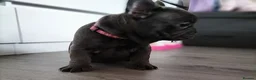 French Bulldog dogs for sale: French Bulldog Puppies in Gateshead - Advert 6