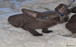 Sphynx cats for sale: Beautiful Canadian Sphynx kittens purebreed  - Image 23