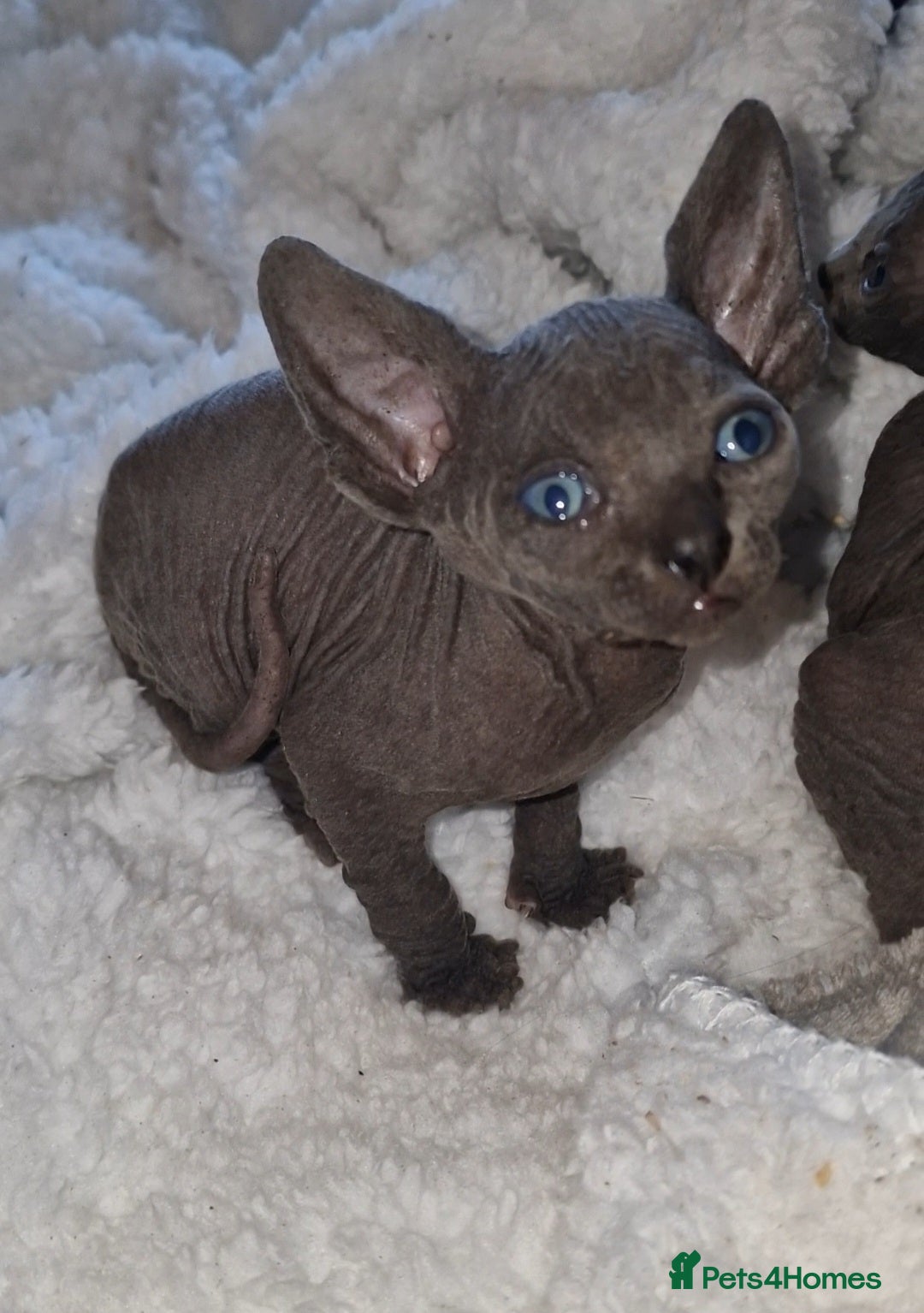 Sphynx cats for sale: Beautiful Canadian Sphynx kittens purebreed  - Image 23