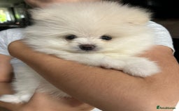 Pomeranian dogs for sale: Adorable White Teddy-Bear Pom Puppies! - Image 33