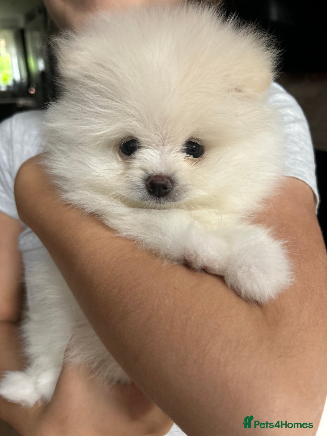 Pomeranian dogs for sale: Adorable White Teddy-Bear Pom Puppies! - Image 33