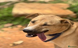 Mixed Breed dogs for sale: Magical Indie Street Dog Coming UK Seeks New Home - Image 8