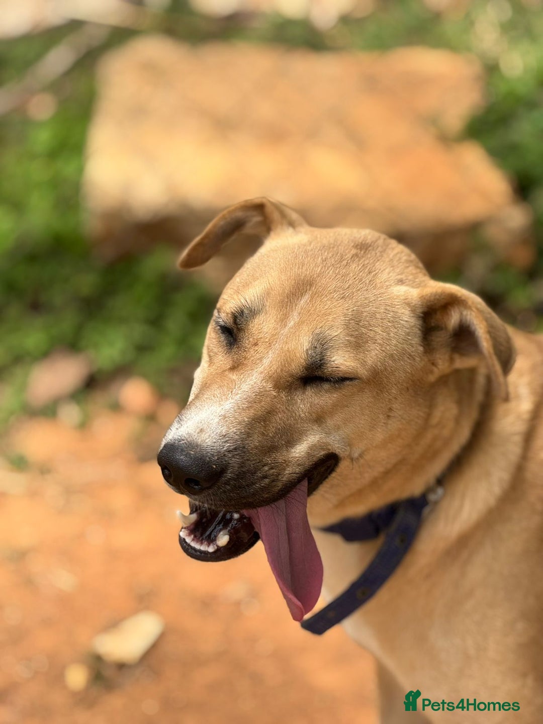 Mixed Breed dogs for sale: Magical Indie Street Dog Coming UK Seeks New Home - Image 8