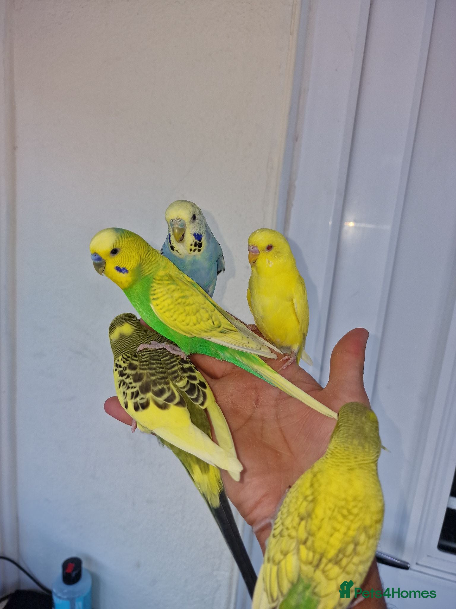 Budgerigars birds Super Silly hand tamed budgie - Advert 12