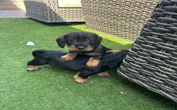 Dachshund dogs for sale: Wirey dachshund/ teckels - Image 14
