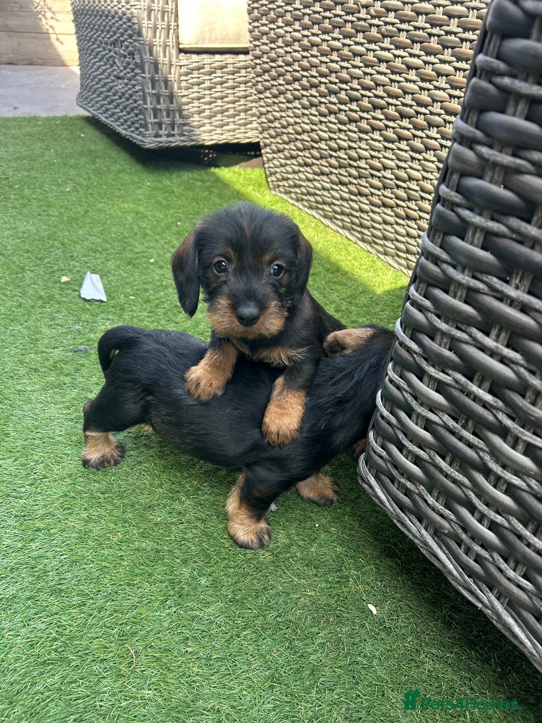 Dachshund dogs for sale: Wirey dachshund/ teckels - Image 14