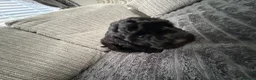 Schnoodle dogs for sale: **Ready to leave** Beautiful Schnoodle Pups  - Advert 16