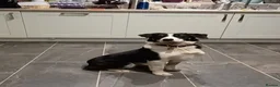 Borador dogs for sale: Beautiful, playful borador puppies in Aberystwyth - Advert 7