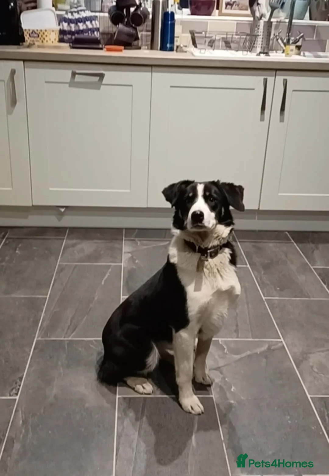 Borador dogs for sale: Beautiful, playful borador puppies in Aberystwyth - Advert 7