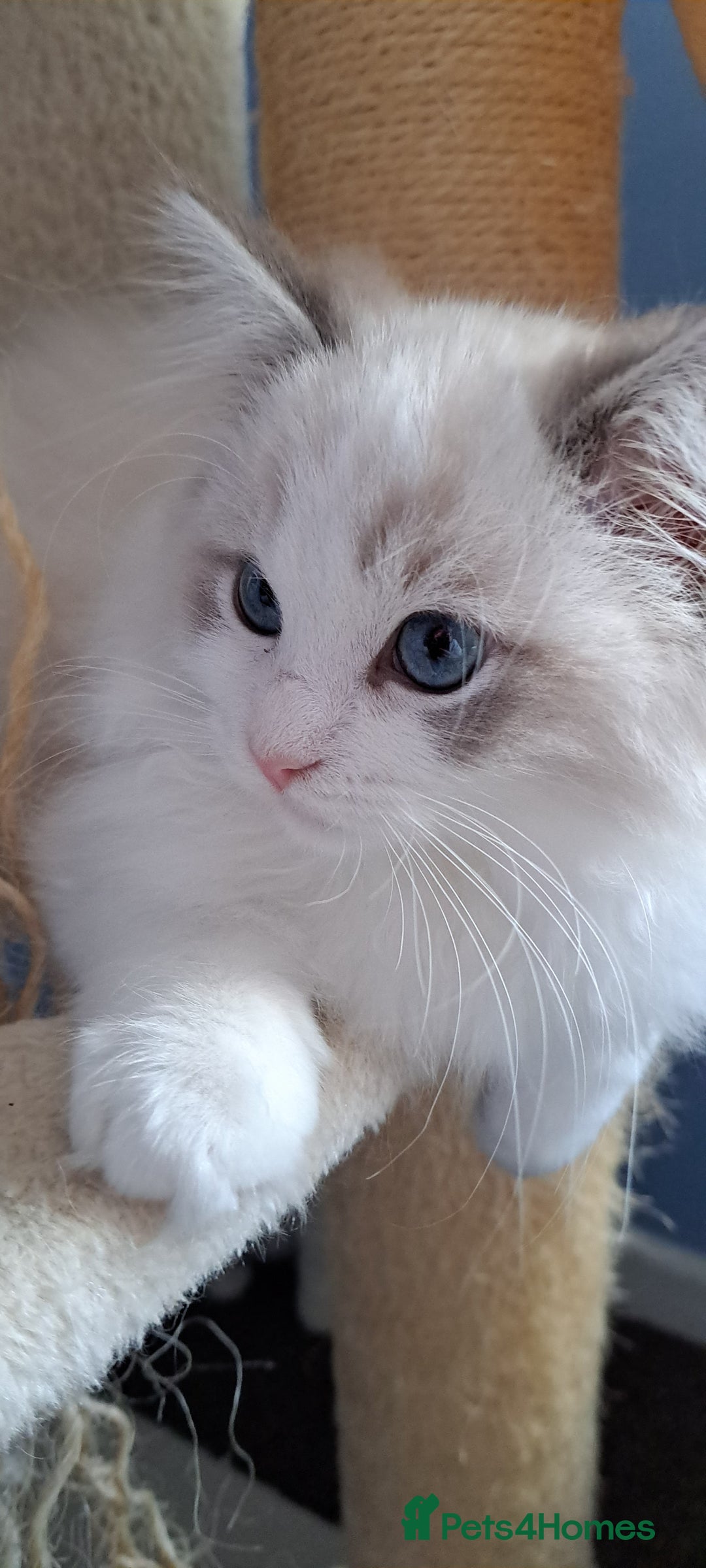 Ragdoll cats for sale: Pure Breed GCCF REG beautiful kittens - Advert 14