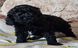 Labradoodle dogs for sale: True Multigen labradoodles  - Image 2