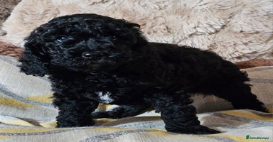 Labradoodle dogs - Advert 4