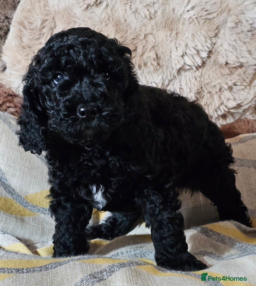 Labradoodle dogs for sale: True Multigen labradoodles  - Image 2