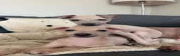 Italian Greyhound dogs for sale: KC Reg fawn male Italian greyhound READY NOW - Advert 4