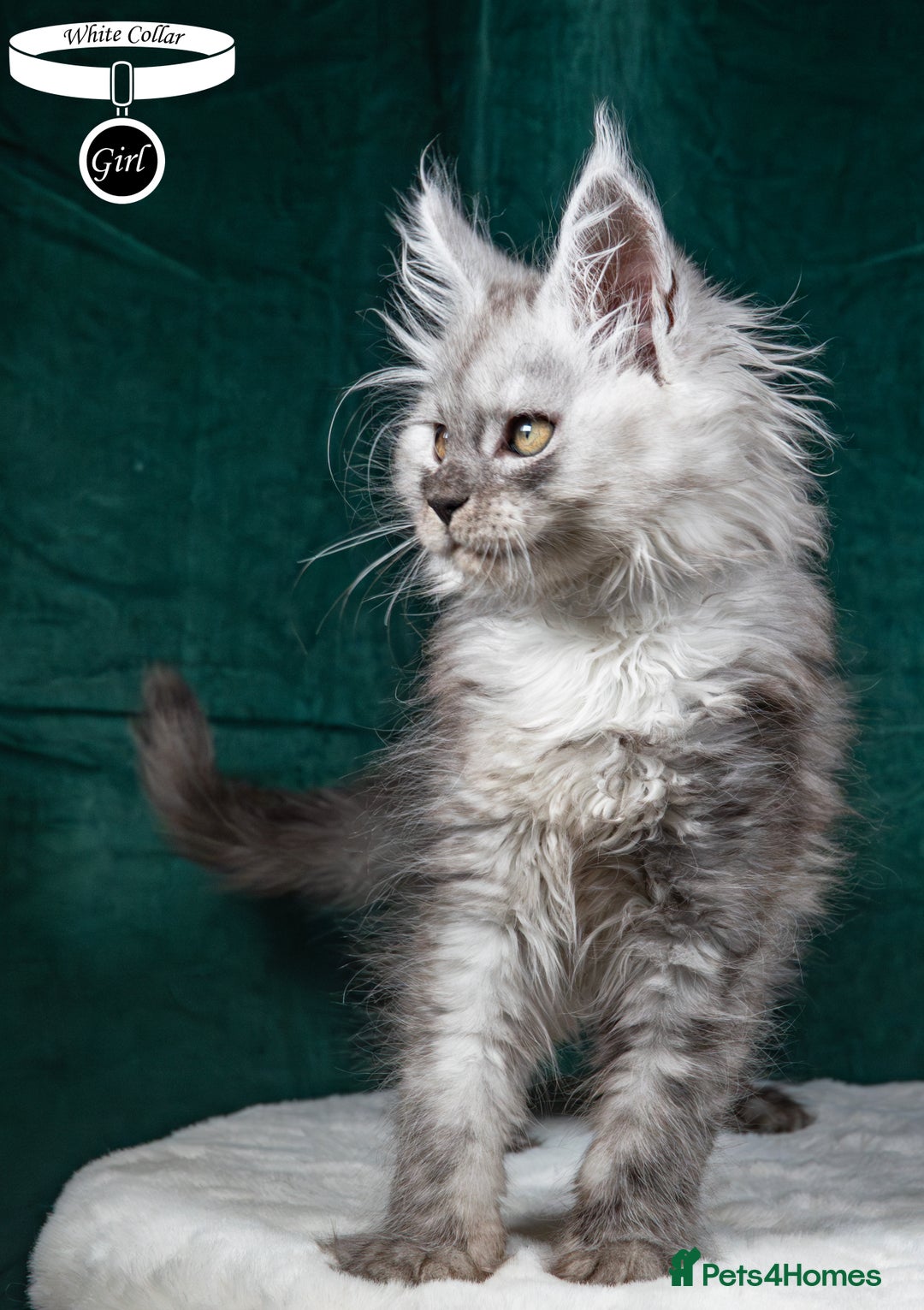 Maine Coon cats for sale: XL PEDIGREE TICA REGISTERED MAINE COON KITTENS - Advert 27