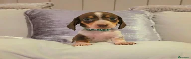 Minature Dachshund 4