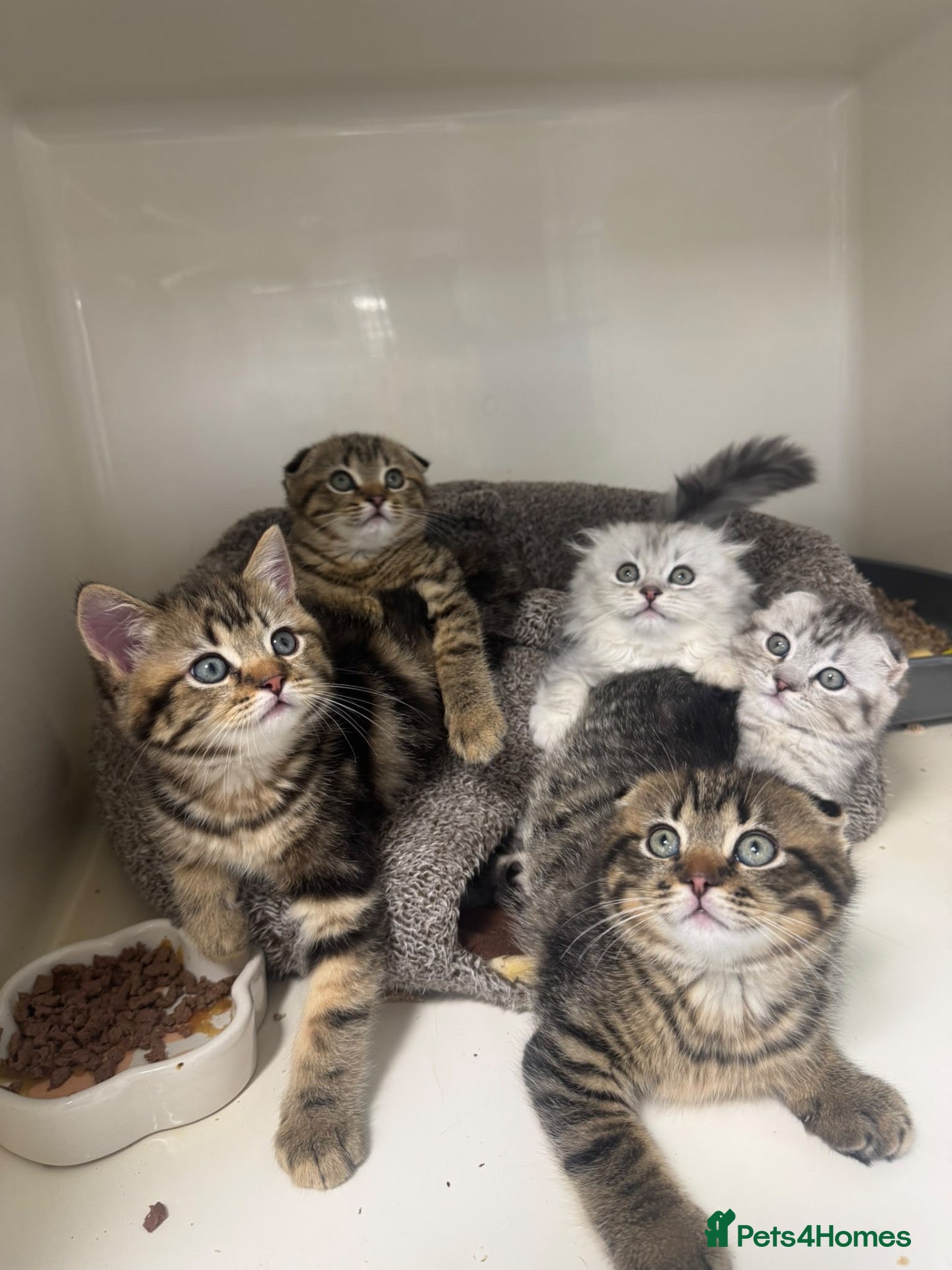 Scottish Fold cats Scottish Fold kittens Ready Now ! - Advert 1