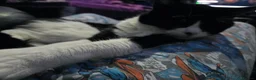 Mixed Breed cats for sale: Simba and Rambo looking for good home - Advert 8