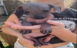 Mixed Breed dogs for sale: Chinese Crested X Cavapoo Puppies - Litter of 6 - Image 4