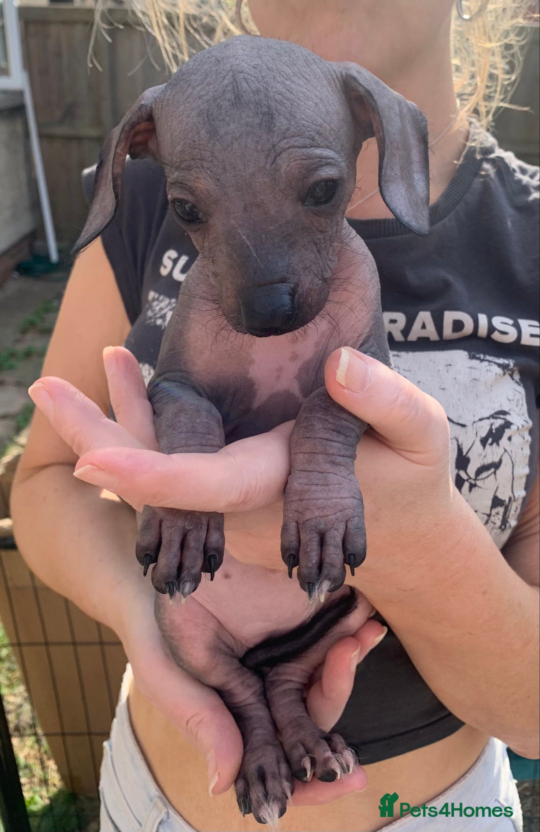 Mixed Breed dogs for sale: Chinese Crested X Cavapoo Puppies - Litter of 6 - Image 4