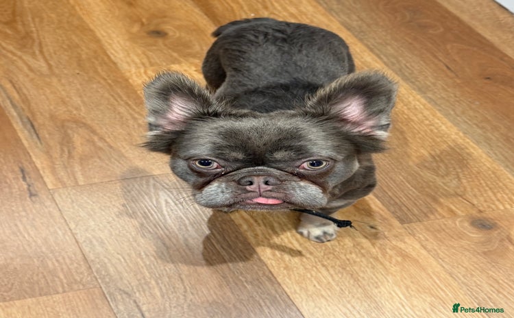 French Bulldog dogs Fluffy blue French bulldog boy - Advert 10