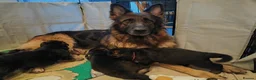 German Shepherd dogs for sale: LONG HAIRED GERMAN SHEPHERD PUPPY'S  - Advert 2