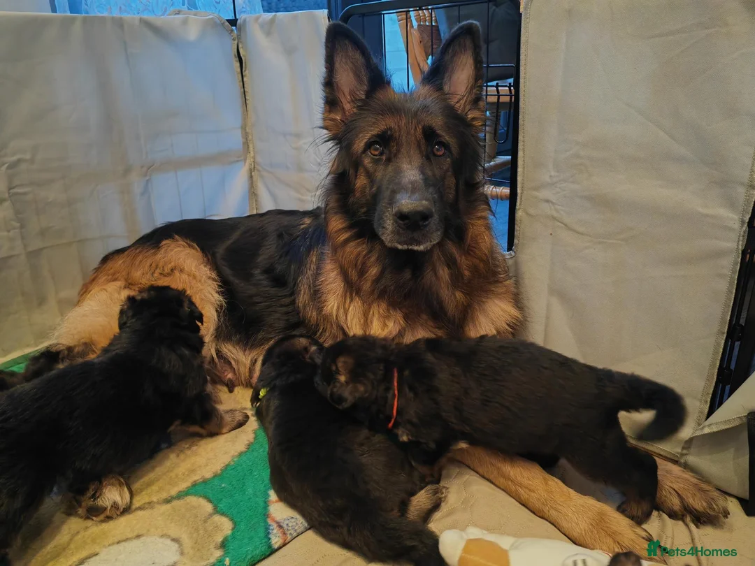 German Shepherd dogs for sale: LONG HAIRED GERMAN SHEPHERD PUPPY'S  - Advert 2