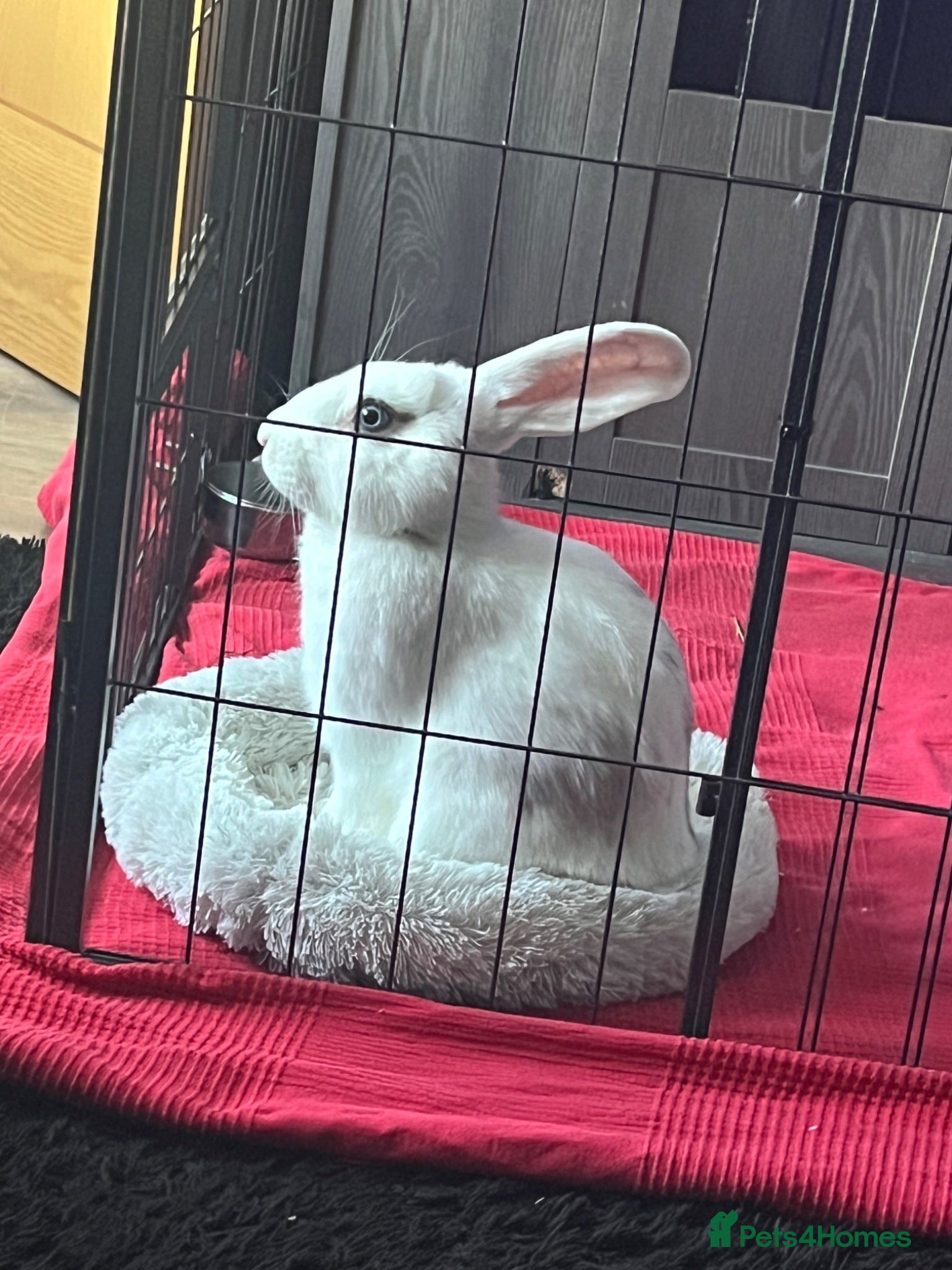 Mixed Breed rabbits X3 rabbits  - Advert 2