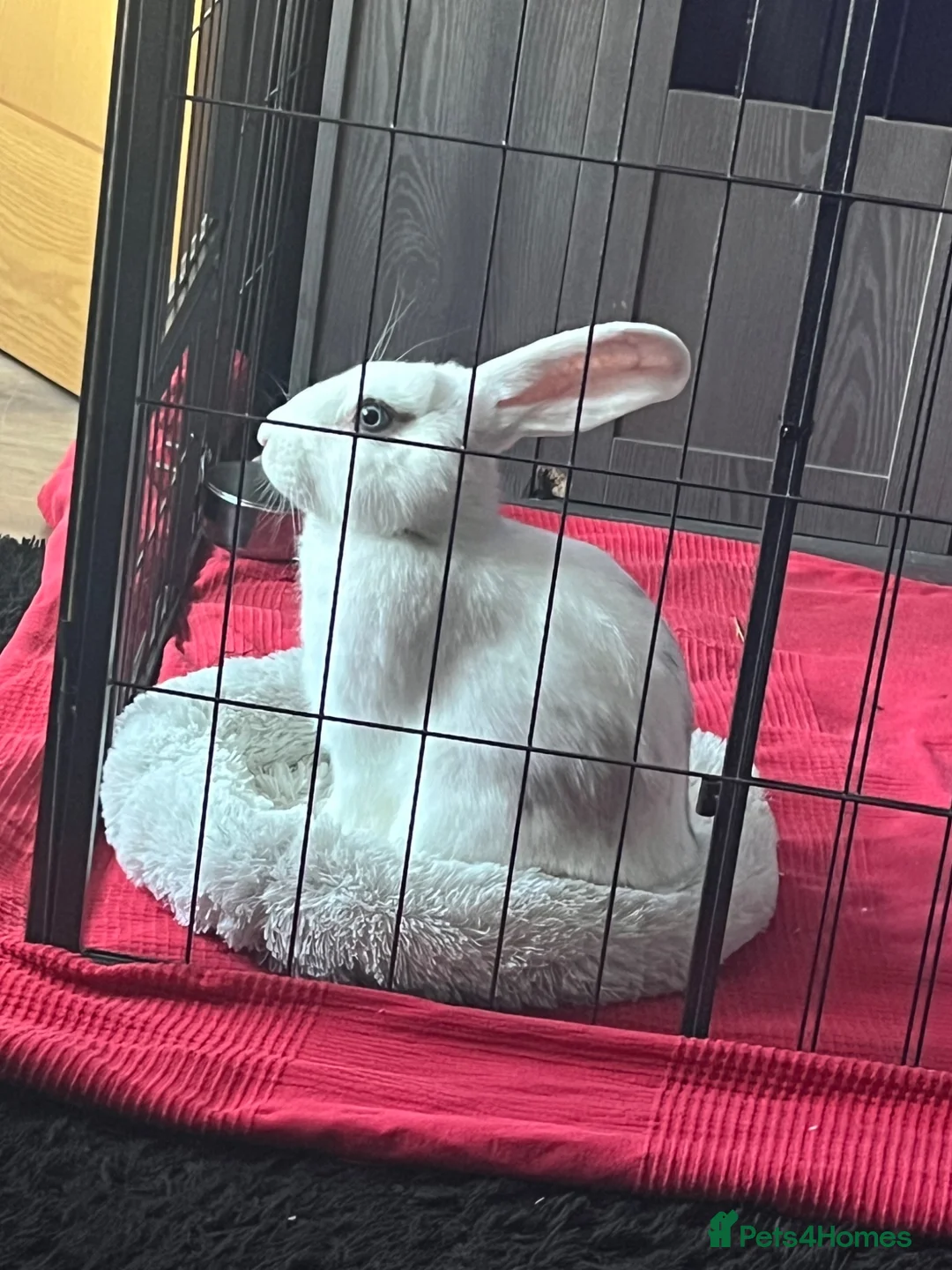 Mixed Breed rabbits for sale: X3 rabbits  - Advert 1